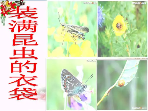 (精选)五年级语文上册 第5课 装满昆虫的衣袋课件 苏教版