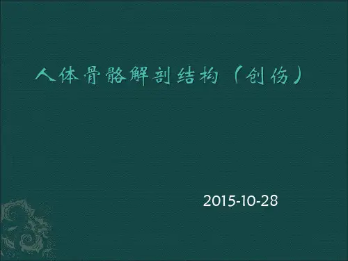 人体骨骼解剖结构(创伤)