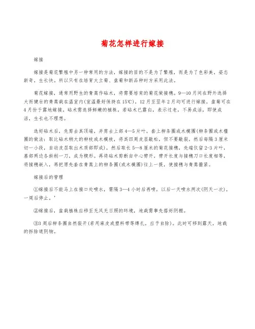 菊花怎样进行嫁接