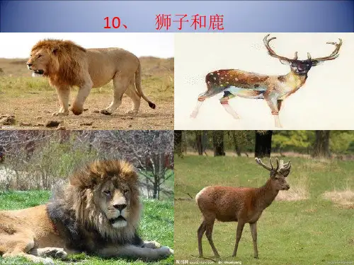 狮子和鹿PPT课件