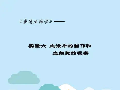 血涂片制作(分析“涂片”文档)共12张PPT