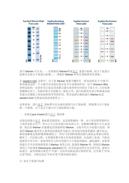 蛋白标准品（Marker）知识汇总
