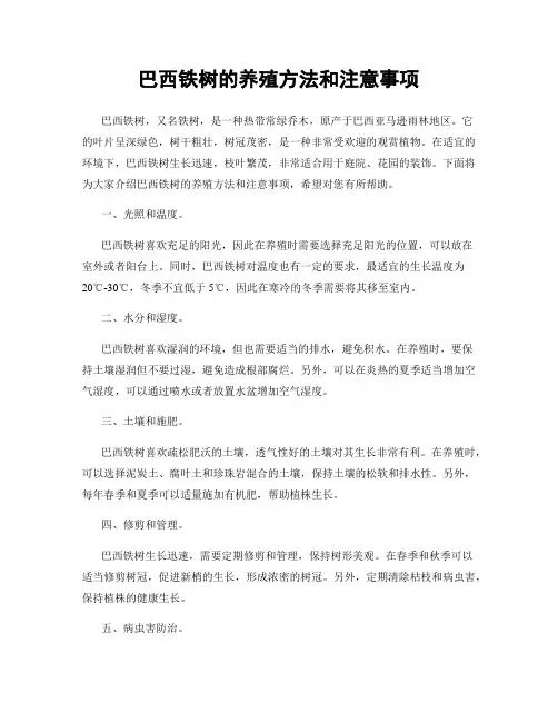 巴西铁树的养殖方法和注意事项