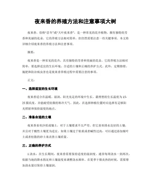 夜来香的养殖方法和注意事项大树