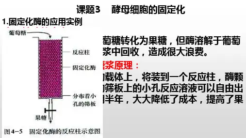 专题4课题3 酵母细胞的固定化-高二生物同步课件讲解(人教版选修1 )