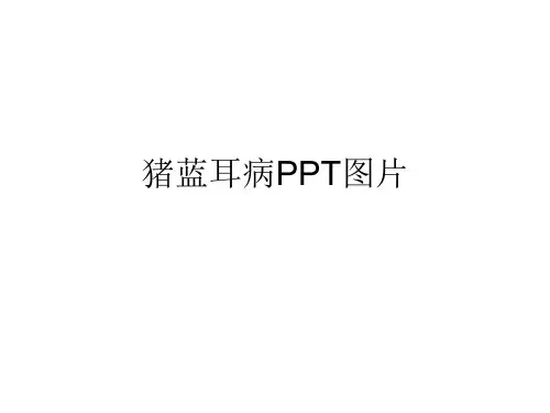 猪蓝耳病图片精品PPT课件