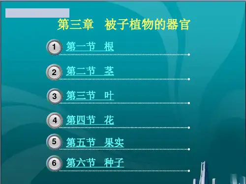 被子植物的器官