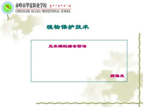 玉米螟课件