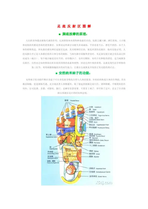 足 底 反 射 区 图 解
