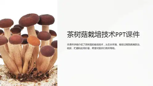 《茶树菇栽培技术》课件