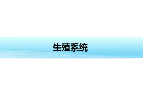 解剖学课件 第六章 生殖系统