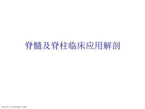 脊髓及脊柱临床应用解剖