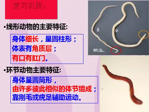 人教版八年级上册1.3：软体动物 课件(21张ppt)