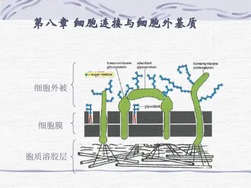 第八章 细胞连接与细胞外基质