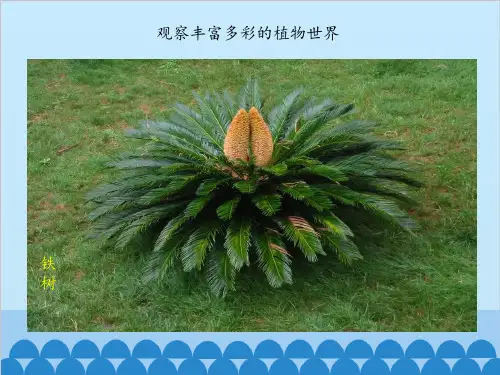 三年级下册科学课件2.3植物的身体人教版共13张PPT