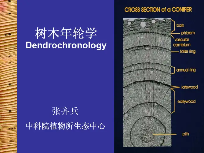 张齐兵-树木年轮学