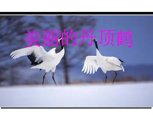 一年级语文第十六课美丽的丹顶鹤课件