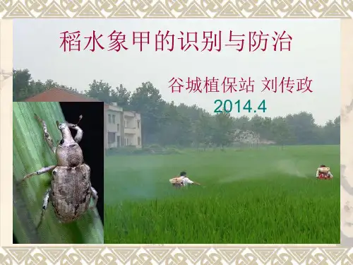 稻水象甲的识别与防治