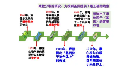 基因在染色体上ppt课件