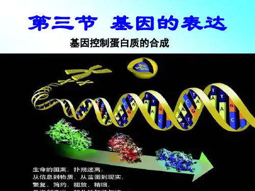 基因的表达、基因对性状的控制ppt