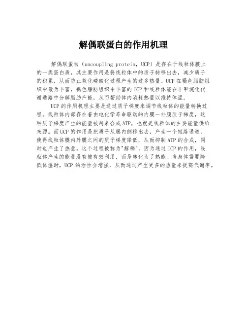 解偶联蛋白的作用机理