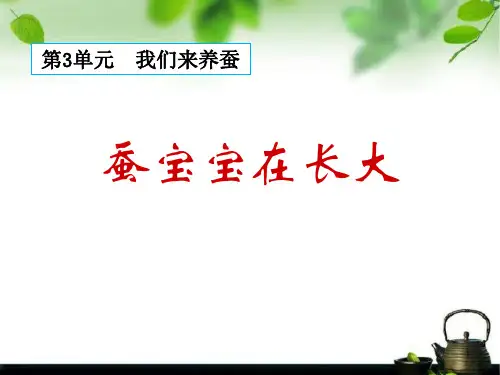 《蚕宝宝在长大》我们来养蚕PPT课件