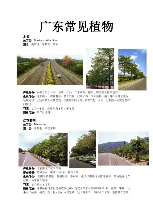广东常用植物图文并茂