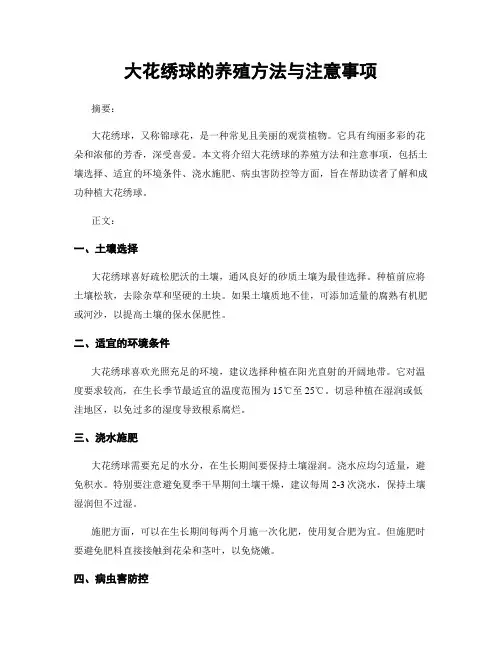 大花绣球的养殖方法与注意事项
