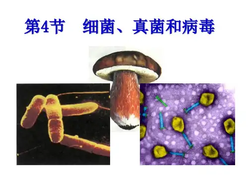讲解细菌真菌和病毒精品PPT课件