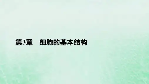 高中生物第2课时细胞器之间的协调配合和细胞的生物膜系统课件新人教版必修1
