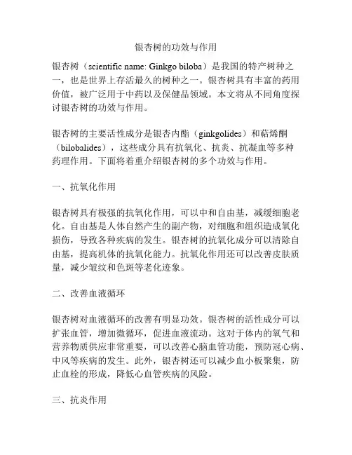 银杏树的功效与作用