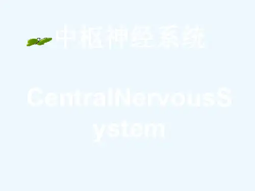 中枢神经系统(系统解剖学)