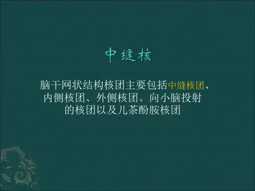 脑干网状结构核团主要包括中缝核团
