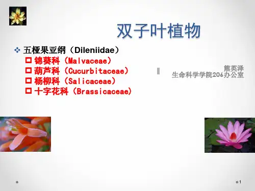 4被子植物-五桠果亚纲-part1 