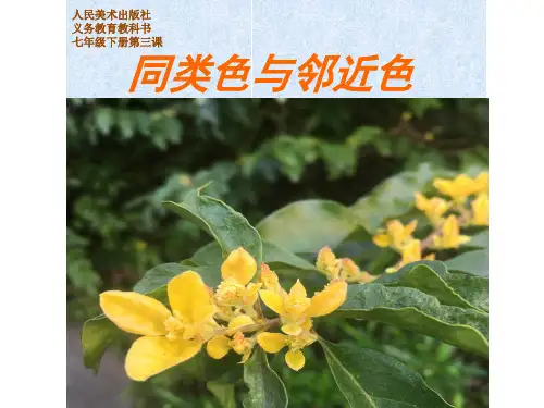七年级美术同类色与邻近色优秀课件