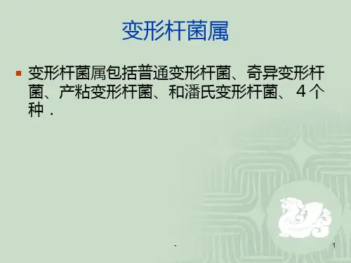 变形杆菌属PPT课件