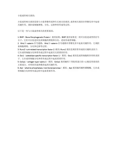 小鼠成骨相关基因