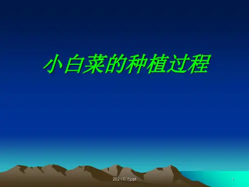 小白菜的种植过程ppt课件