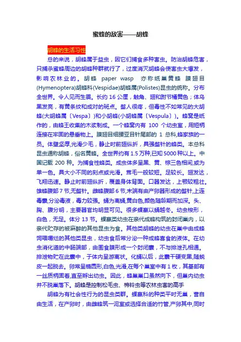 蜜蜂的敌害——胡蜂