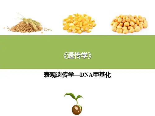分子遗传学基础—表观遗传学概述(普通遗传学课件)