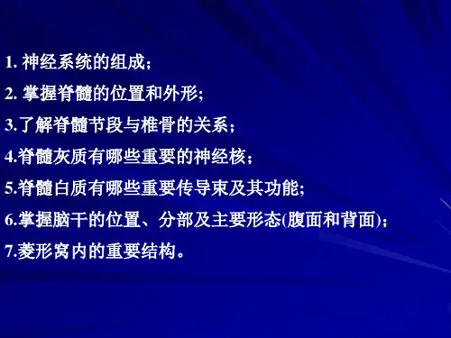 脑干内部结构、小脑
