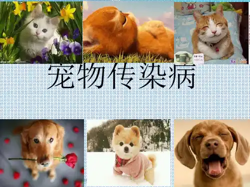宠物传染病概述ppt课件