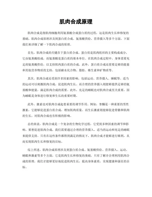 肌肉合成原理