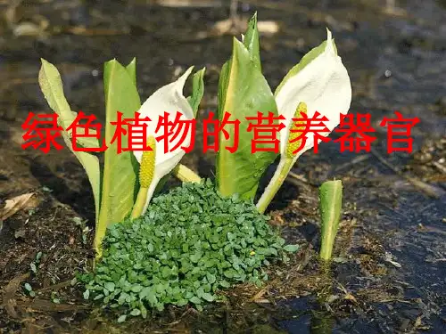 绿色植物的营养器官PPT课件(初中科学)