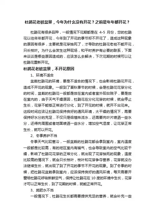 杜鹃花老桩盆景，今年为什么没有开花？之前是年年都开花？