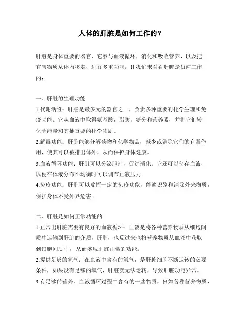 人体的肝脏是如何工作的？