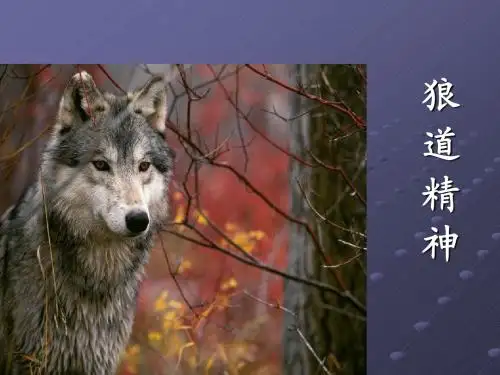 狼道精神