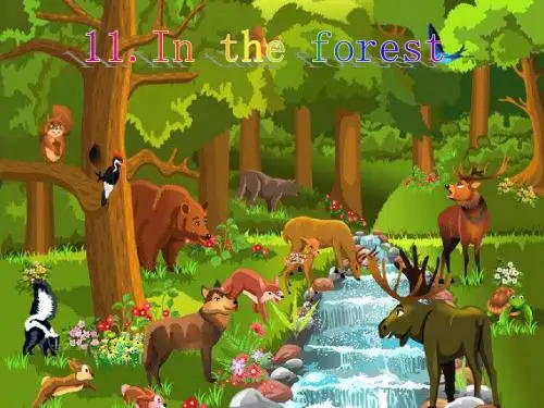 Unit11 In the forest课件