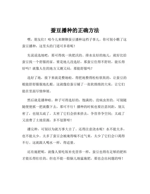 蚕豆播种的正确方法