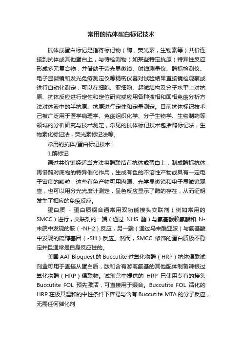 常用的抗体蛋白标记技术